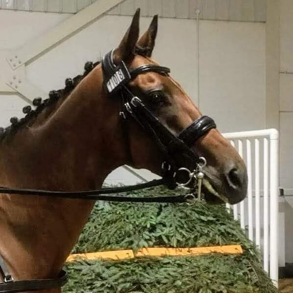 kat williams-jones specialises in the retraining of racehorses (ror). kat's own ex-racehorse redbackcappuchino aka dottie is now a dressage diva.