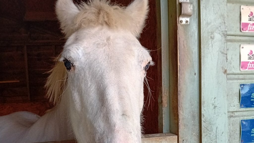 white horse peering over the stable door featured image