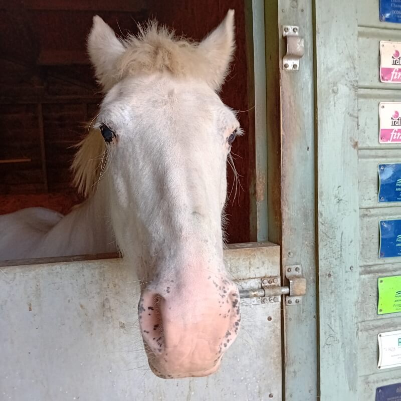 white horse peering over the stable door